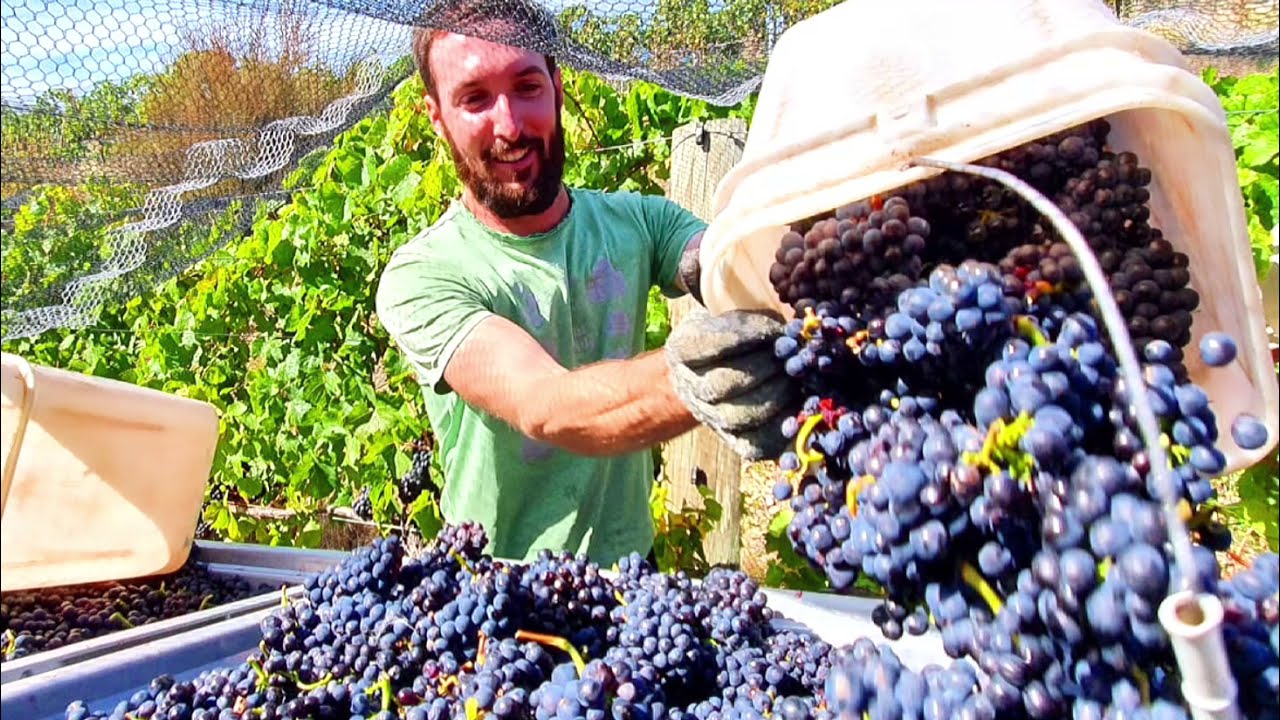 Highlights From Our 2021 Pinot Noir Harvest