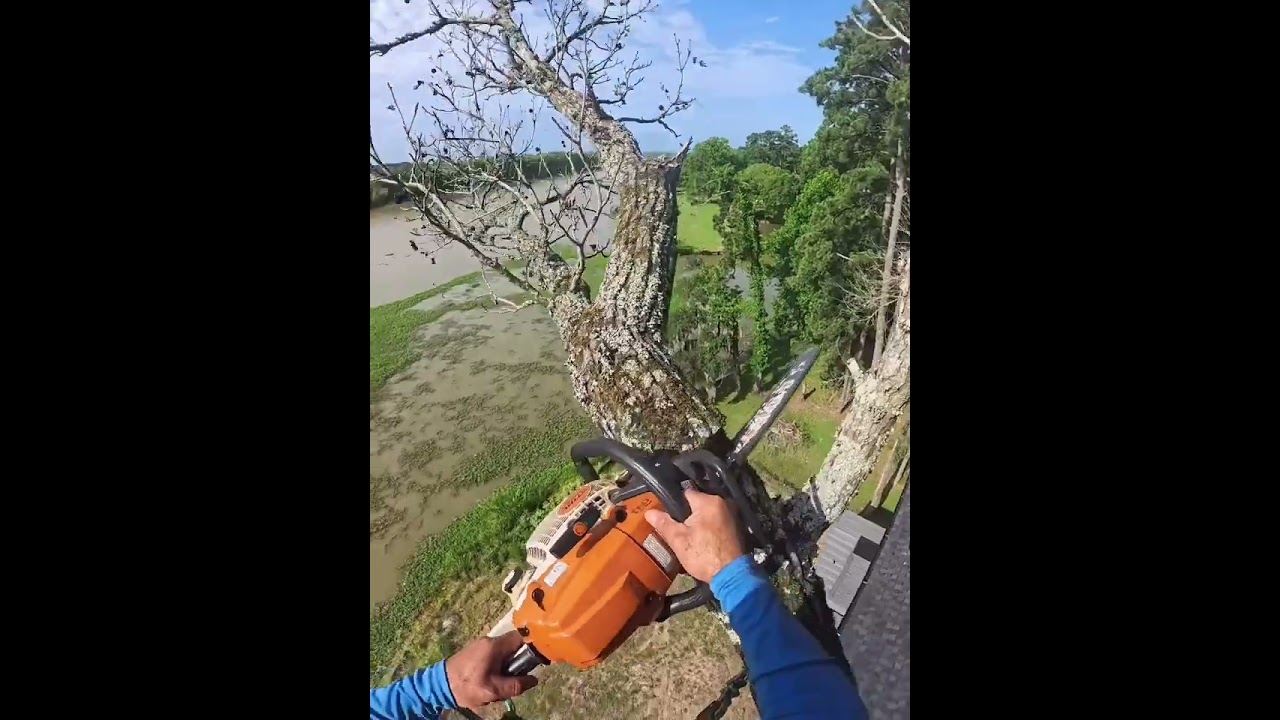 Big Tree Removal Fails Falling On Houses #shorts #shortvideo #trending #treefelling #viral #arborist