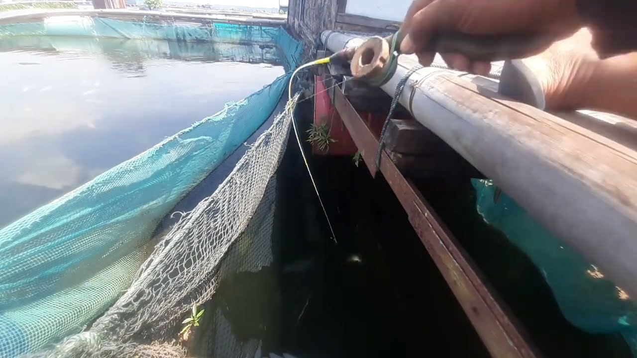 MANCING IKAN PREDATOR PENGHUNI BAWAH KERAMBA WADUK CIRATA | MANCING IKAN RED DEVIL @SeronaTarum