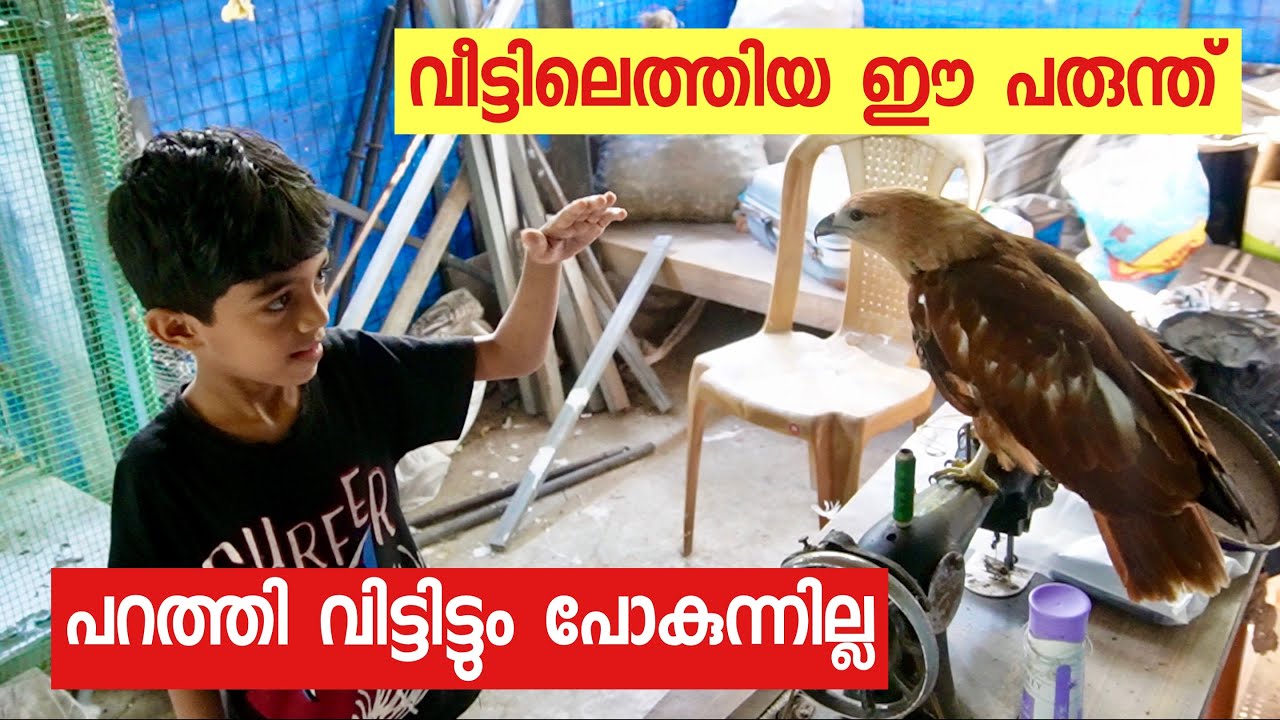 എന്റെ വീട്ടിൽ വന്ന ഈ പരുന്ത് 🦅പറത്തിവിട്ടിട്ടും പോകുന്നില്ല...💕