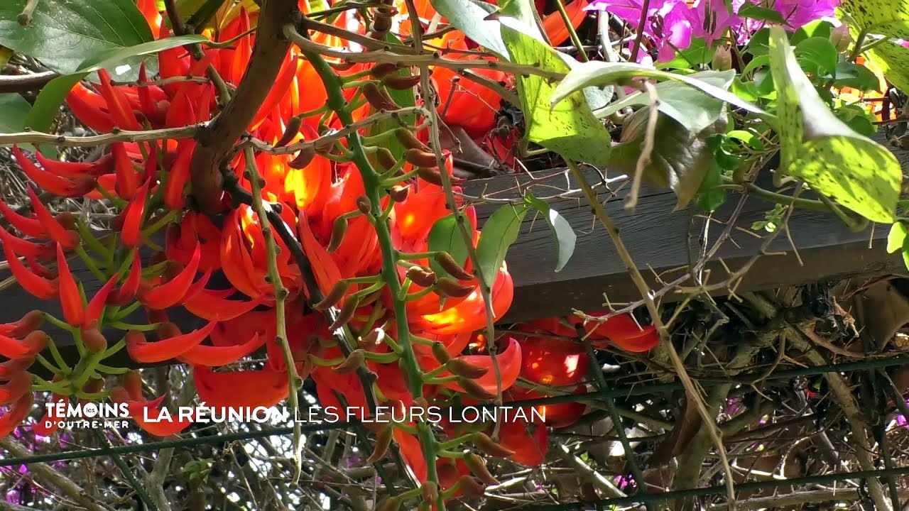 Les témoins d'Outre-Mer : Les fleurs lontan (La Réunion)