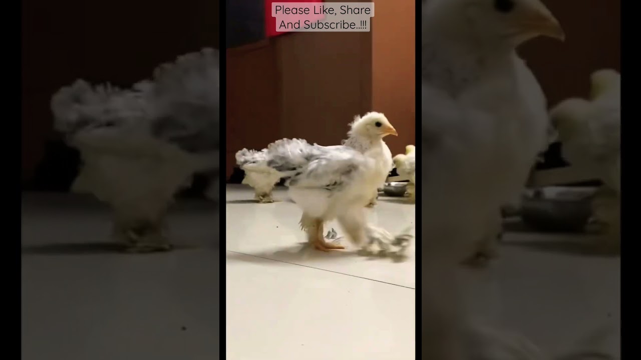 Brahma Chicken | Walking | 🐥🐥🐥