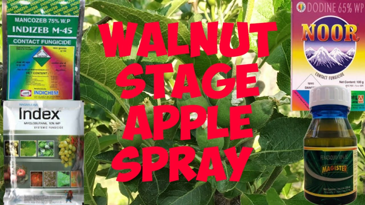 Walnut Stage pe kon se spray kre 👍 (#chauhanvlog)