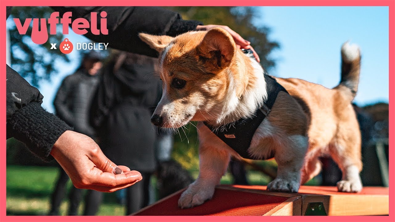 Vuffeli X Dogley event | S&oslash;ndermarken, Copenhagen 2019