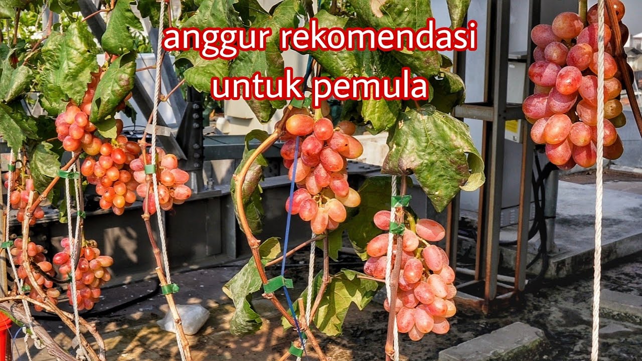 Pemula wajib tanam jenis ini | Panen anggur transfigurasi