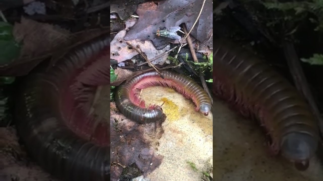 Millipede Documentary