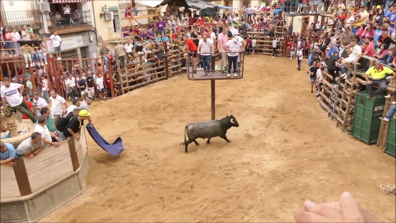 Fiestas del Cristo de la Caridad en Jarandilla de la Vera - TOROS TRADICIONALES 2023