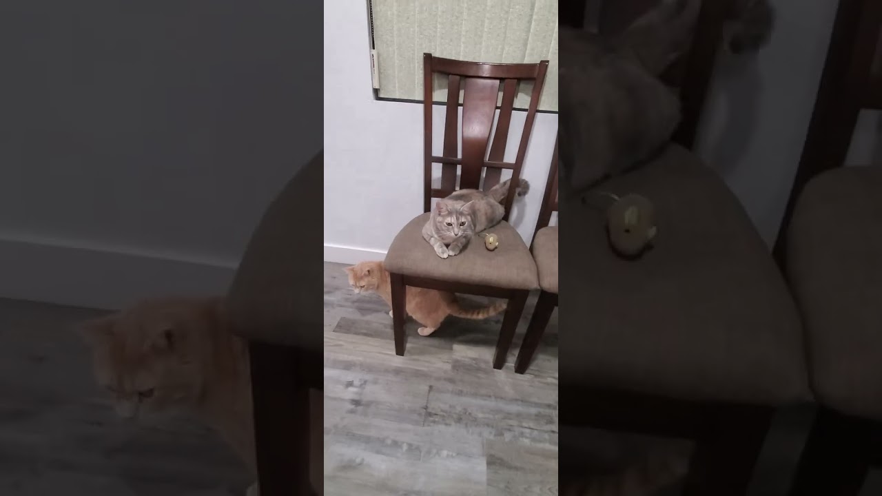 Бакару, Белла и Бо Бэби Бой ИГРАЮТ! 😍 Кошки, которые полностью раскрыли свой потенциал. Первый го...