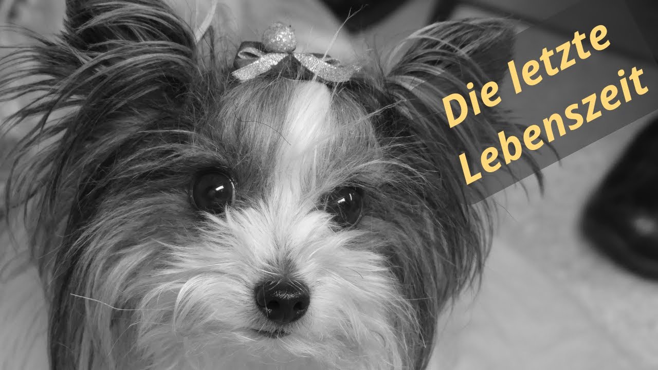 Sterbebegleitung Hund – Mit Cristal durch die letzte Lebenszeit✨