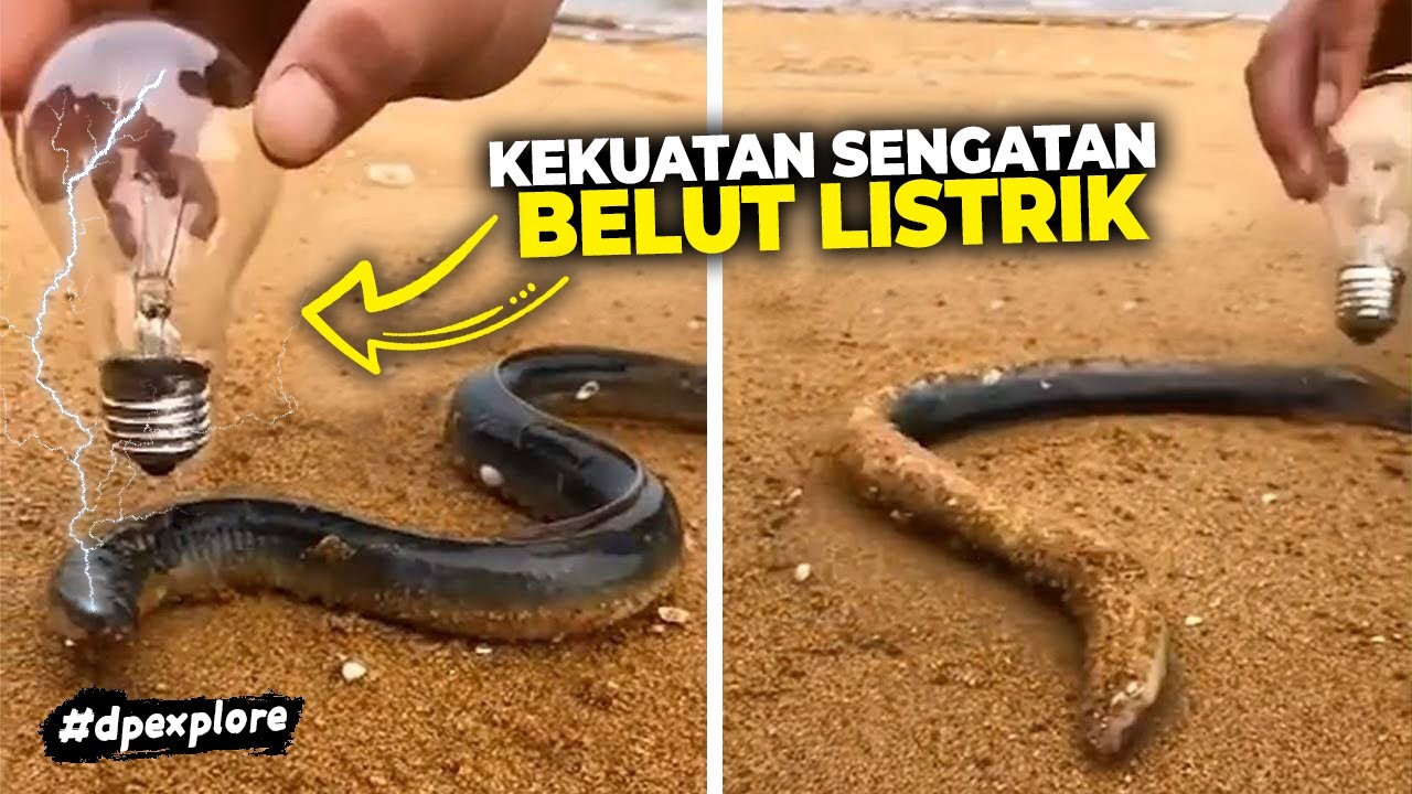 Seberapa Kuat Tegangan Listrik Yang Dihasilkan Belut Listrik?