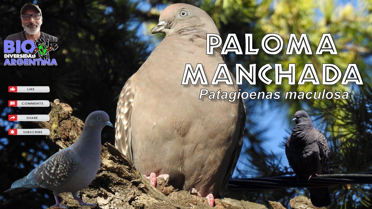 Информация и пение пятнистой горлицы (Patagioenas maculosa) #птицы #дикаяприрода #природа