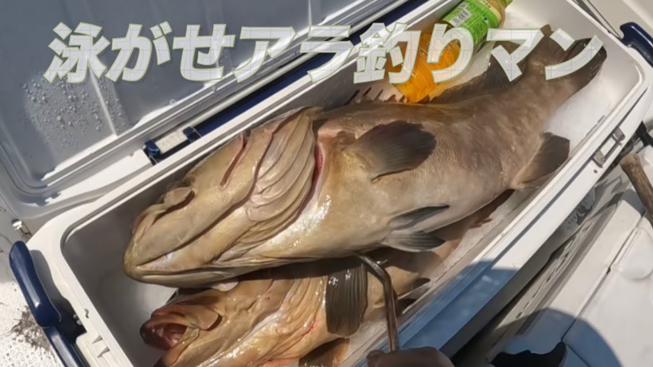 イカを釣ったら　アラ釣りマン　イカの泳がせでアラを釣る