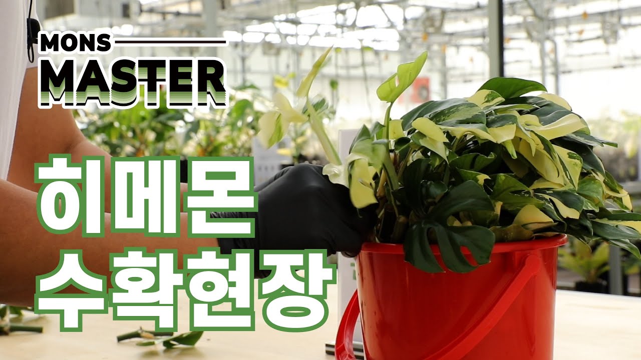 히메몬 수확현장