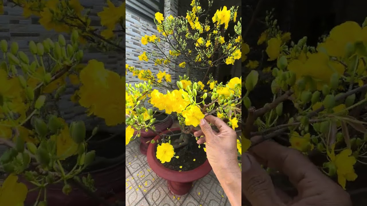 Ngắm siêu bông Hoàng Mai nở hoa