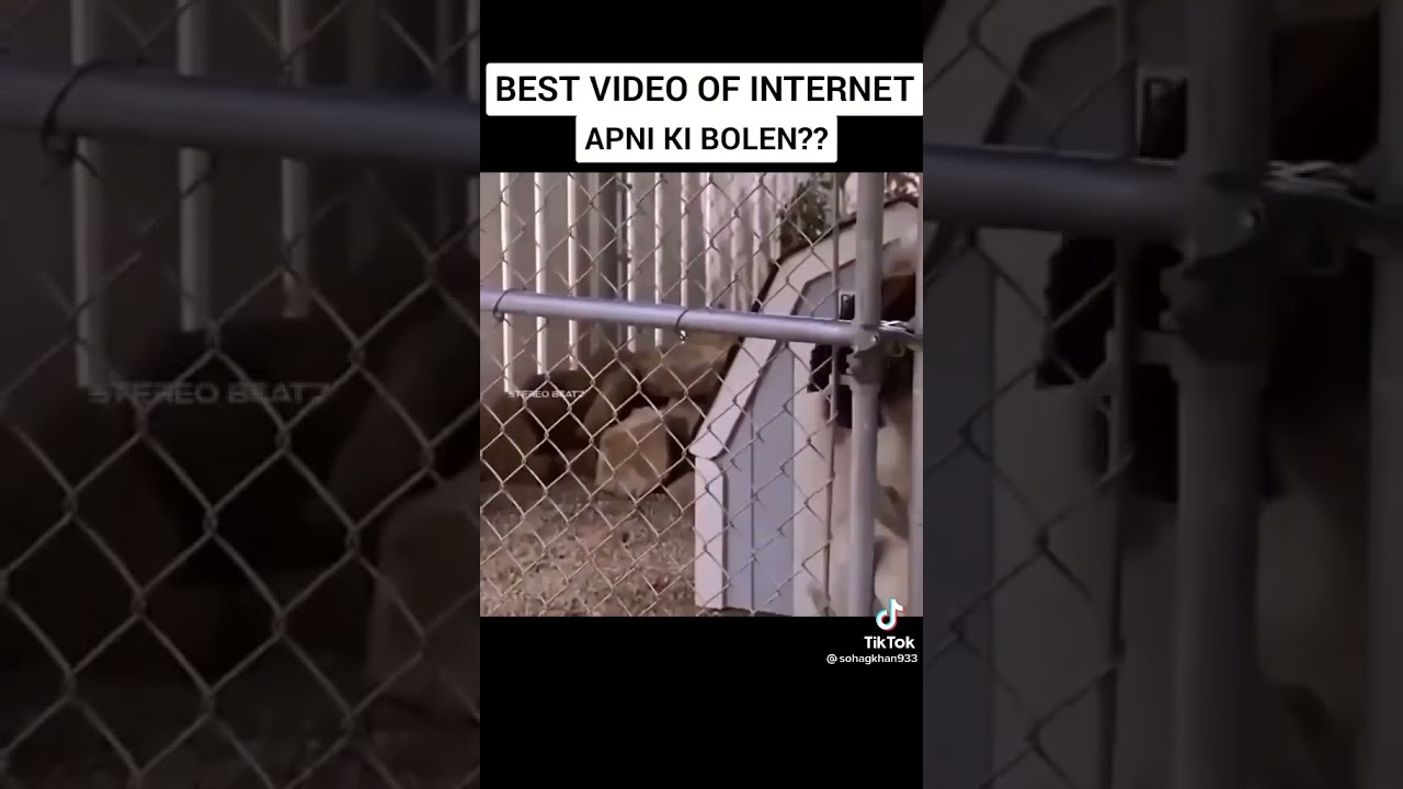 Just watch it.  Best video of internet.