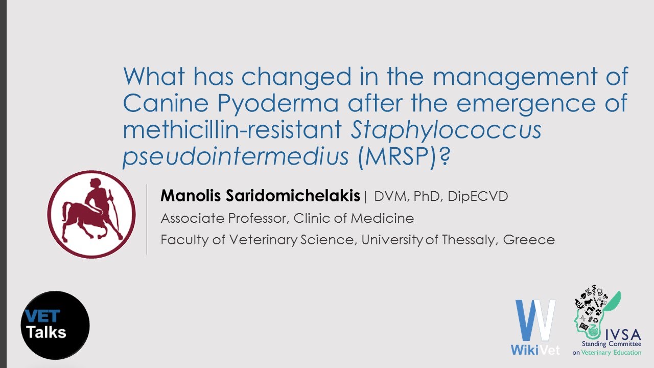 VET Talks- What has changed in the management of Canine Pyoderma?