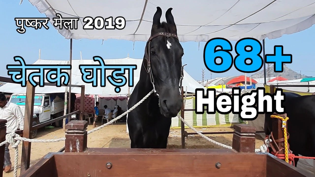 चेतक घोड़ा Chetak Horse Lambardar Stud farm Hamumangarh