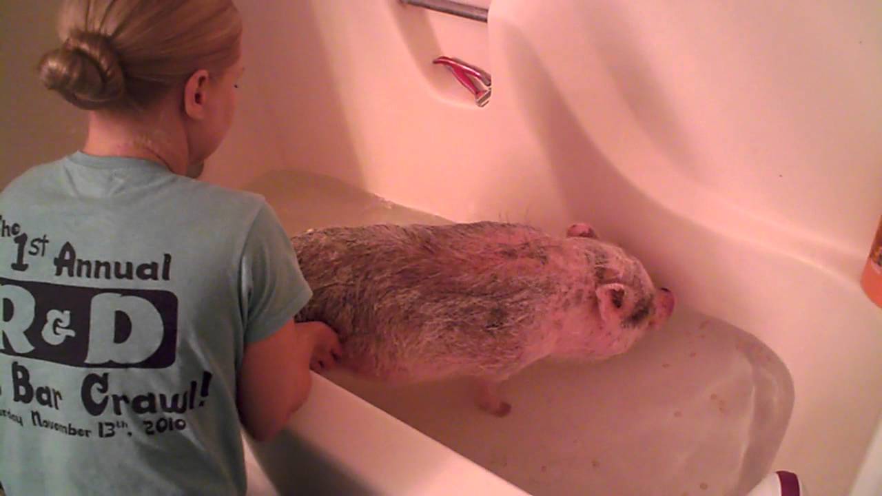 Hamlet the Mini Pig: Bath Time!!!