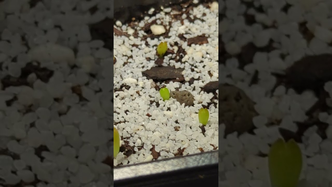 Growing cacti from seeds - Cereus Forbesii Spiralis, Lithops and Astrophytum