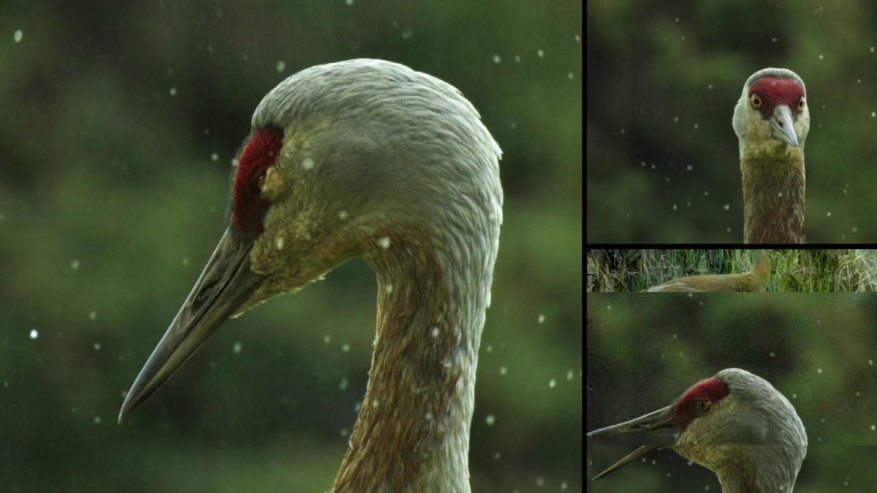 Best Sandhill Crane Photos of 2020