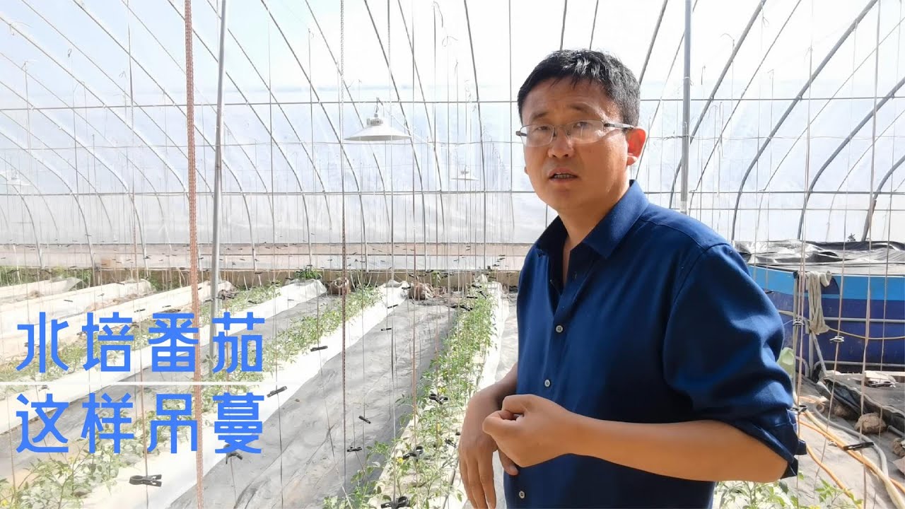 水培种植的番茄，吊蔓方式不一样，这样能降低成本