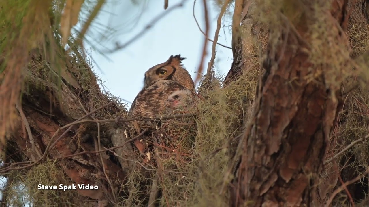 Eaglet and Owlet
