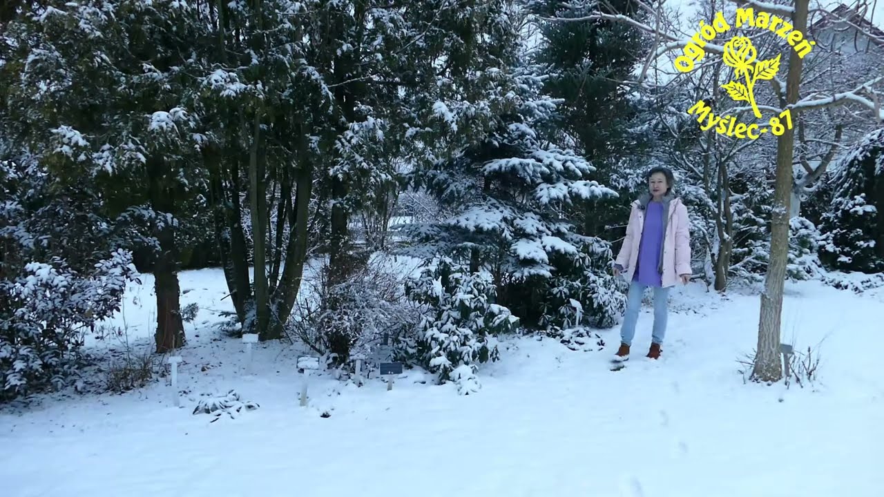 Była wczoraj wiosna, a dzisiaj śnieg. O ja biedna niepocieszona...