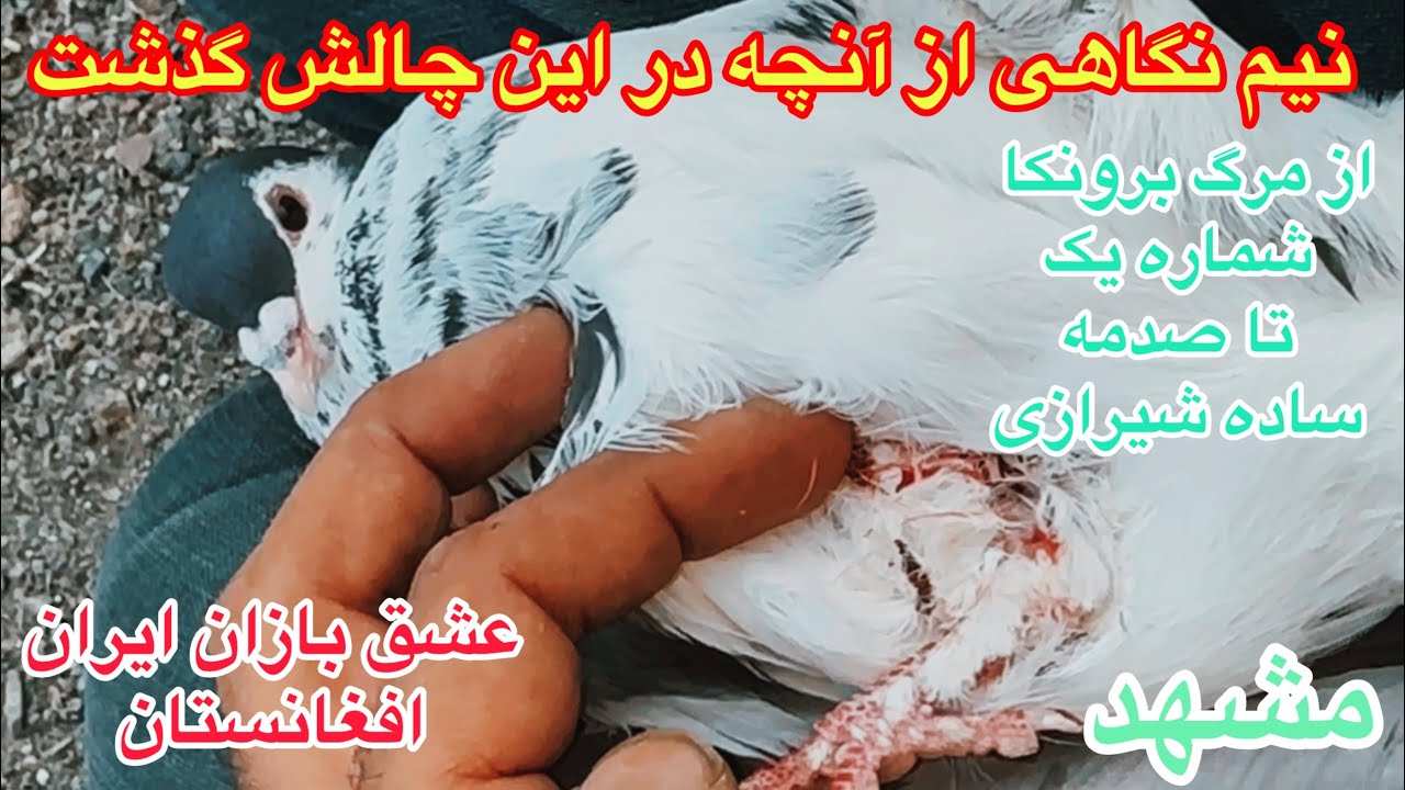 (قسمت۲۰۲)آنچه در چالش ساخت۵۰چاشنی۲۰مسافتی۵بلندپروازگذشت/عشق بازان ایران٫افغانستان٫کبوتران آلمانی