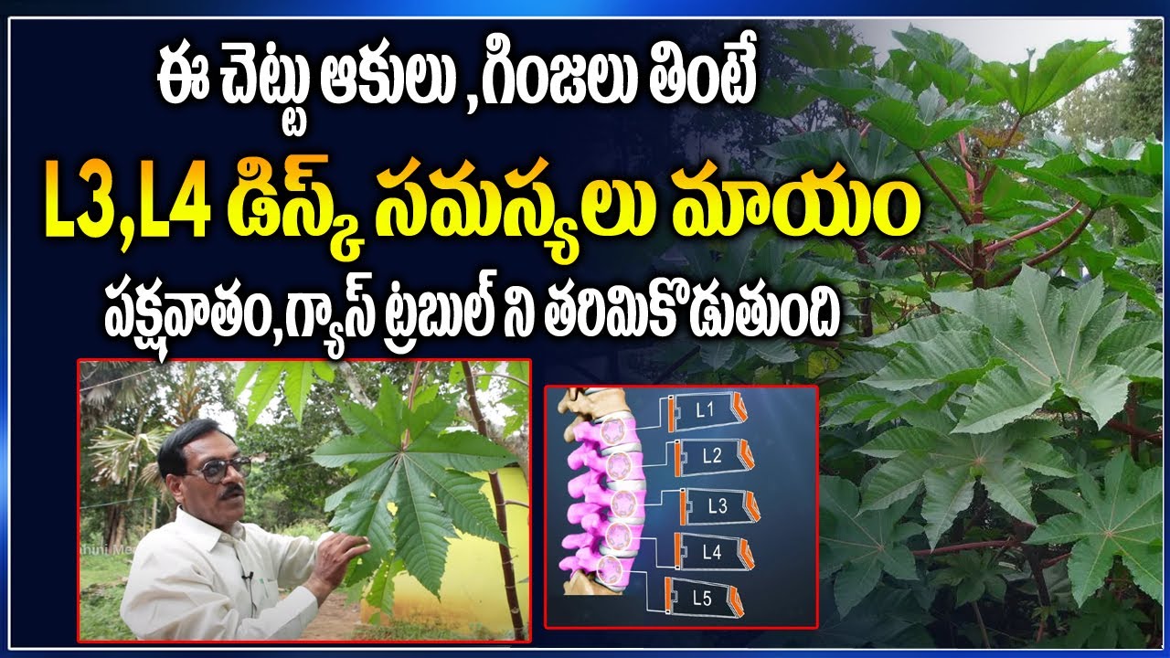 leaf that cure L3, L4 DISK PROBLEMS naturally at home || ayurvedam health tips in telugu