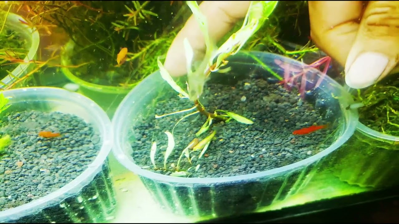 como pasar de emergido a sumergido LUDWIGIA WHITE