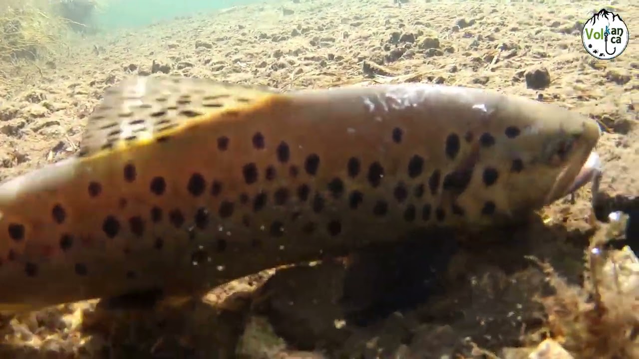 Bulutların Üstünde Alabalık Peşinde