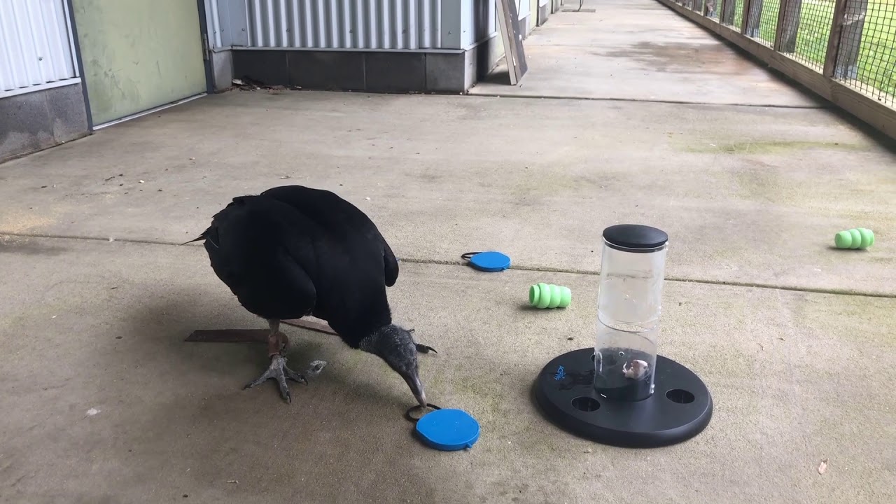 Black Vultures