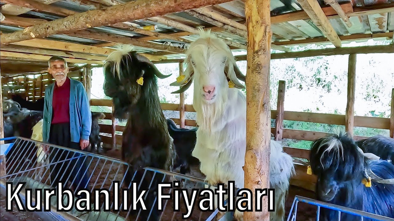 KURBANLIK SATIŞLARIMIZ BAŞLAMIŞTIR 2024