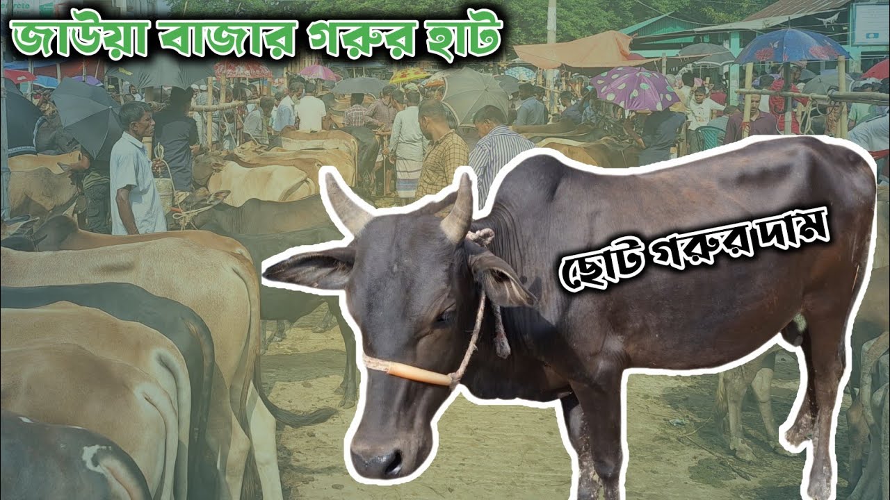 জাউয়া বাজারে ছোট ছোট গরুর জমজমাট বেচাকেনা |