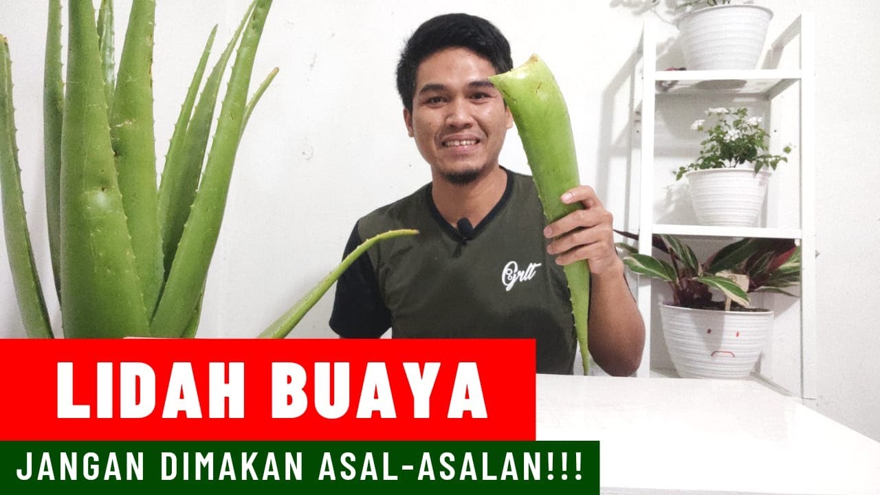 Cara Konsumsi LIDAH BUAYA YANG AMAN | MANFAAT dan EFEK SAMPINGNYA !!!