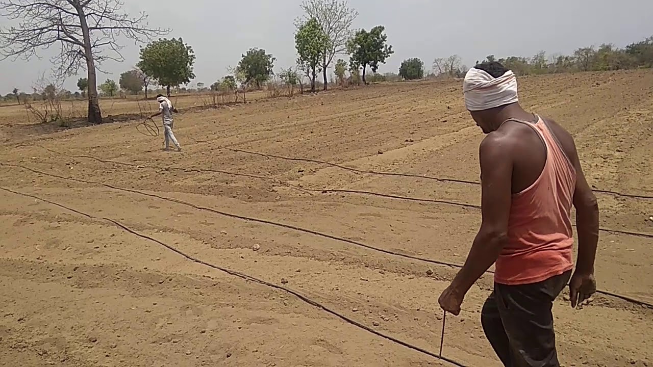 Drip irrigation installing in cotton crop 5