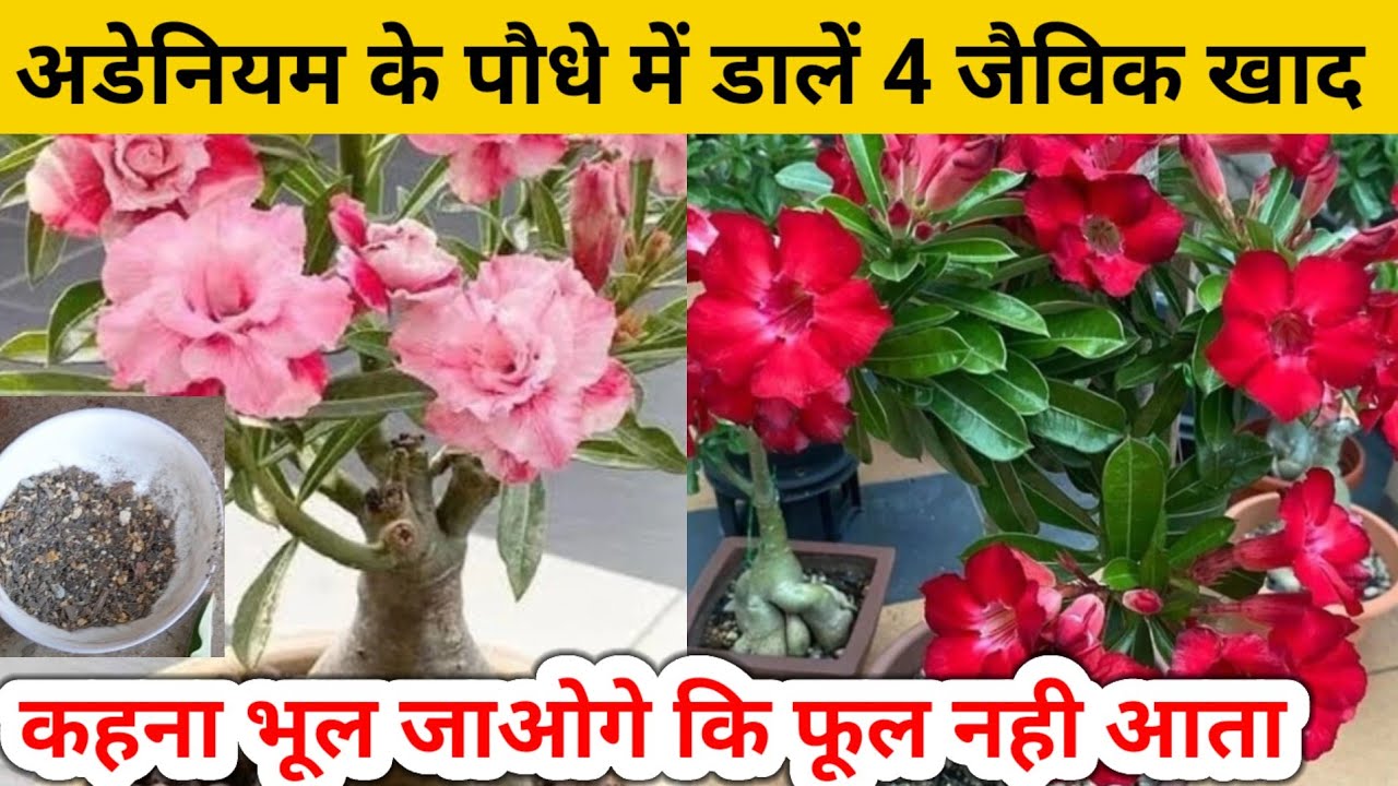 अडेनियम के पौधे मे डालें 4 जैविक खाद,10 दिन मे पौधा सैकड़ों फूलों से भर जाएगा June Care Of Adenium