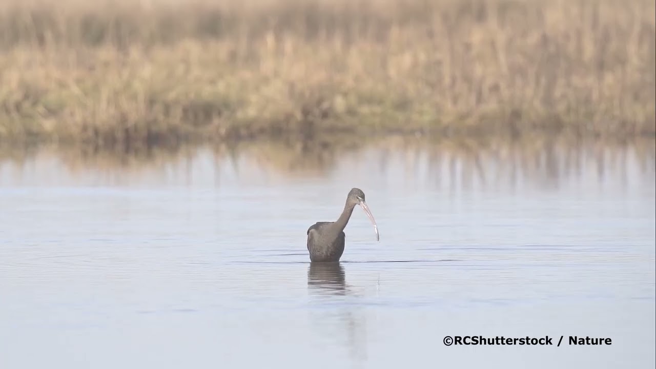 Glossy Ibis in Cleethorpes 