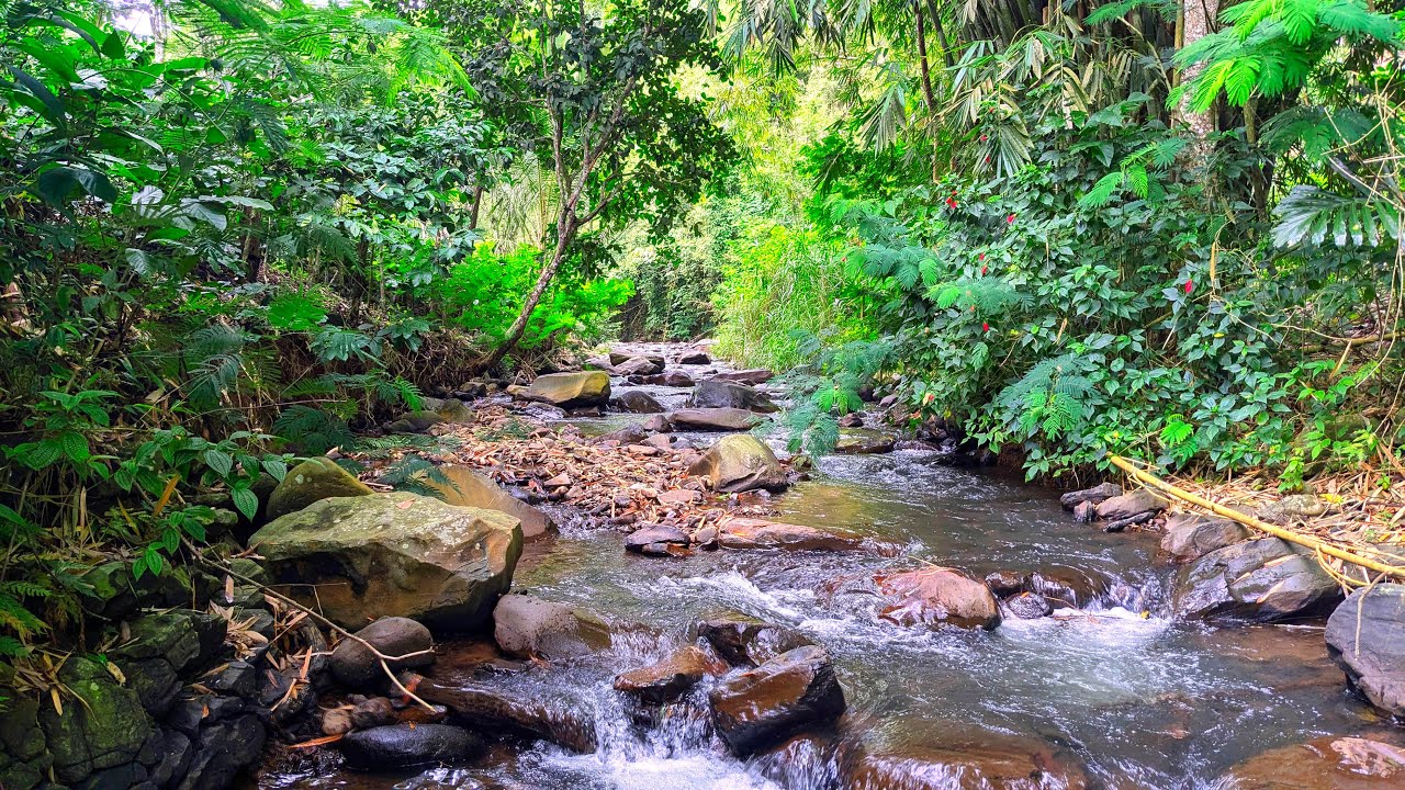 Overcome Fatigue So You Can Sleep Immediately with Tranquil Jungle Stream & Soft Water Flow Sounds