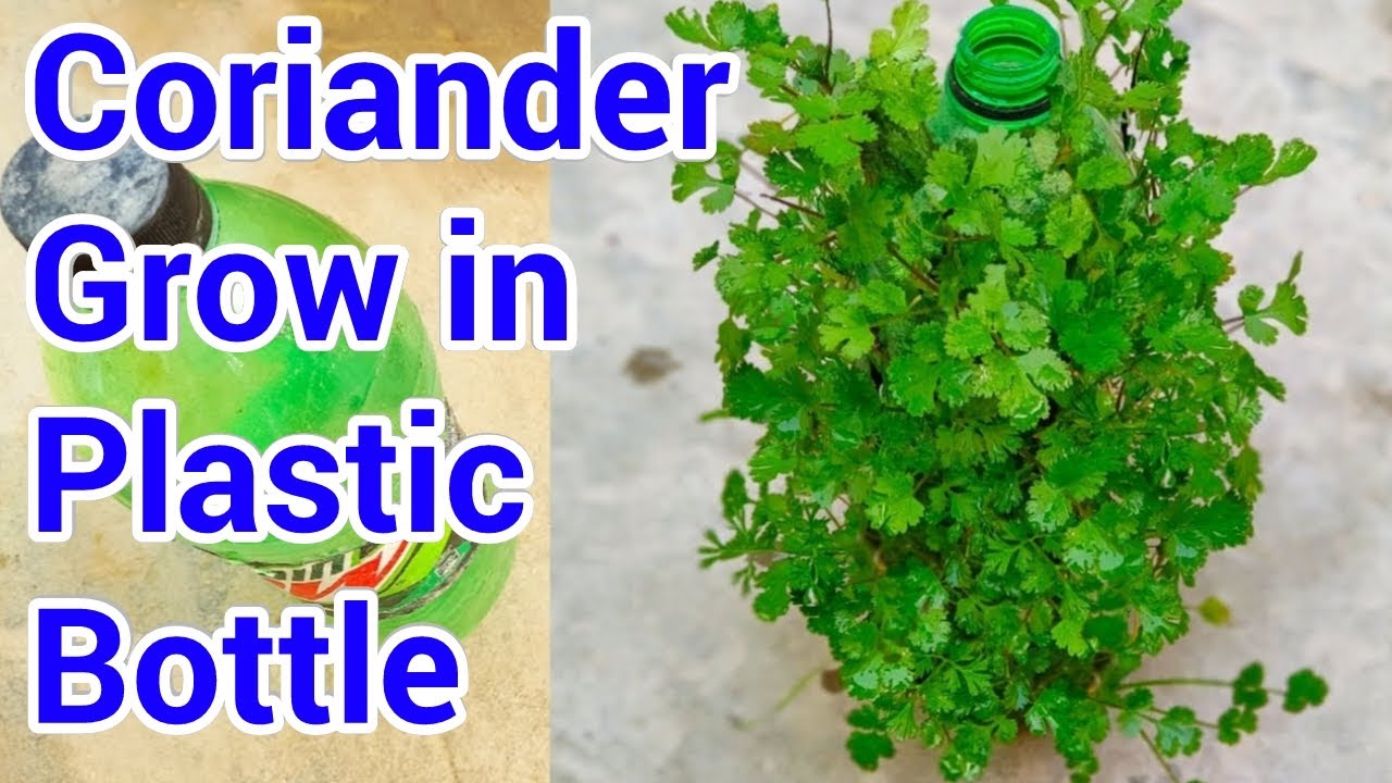 Coriander grow in Bottle  / Coriander Growing ideas