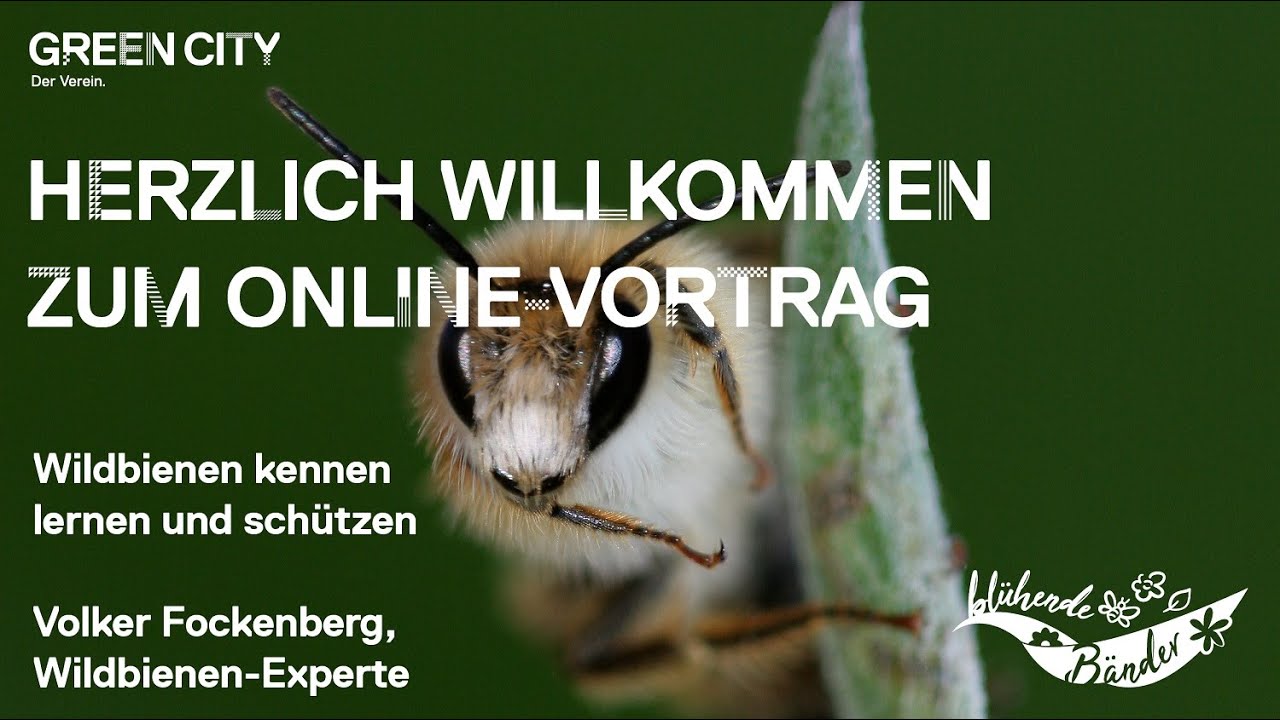 Wildbienen kennen lernen und schützen