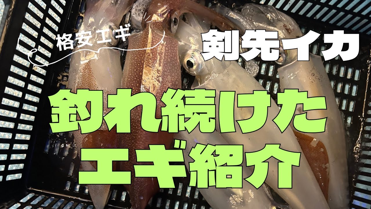 ケンサキイカが釣れ続ける【エギ】オモリグ&ラットリグで爆釣！