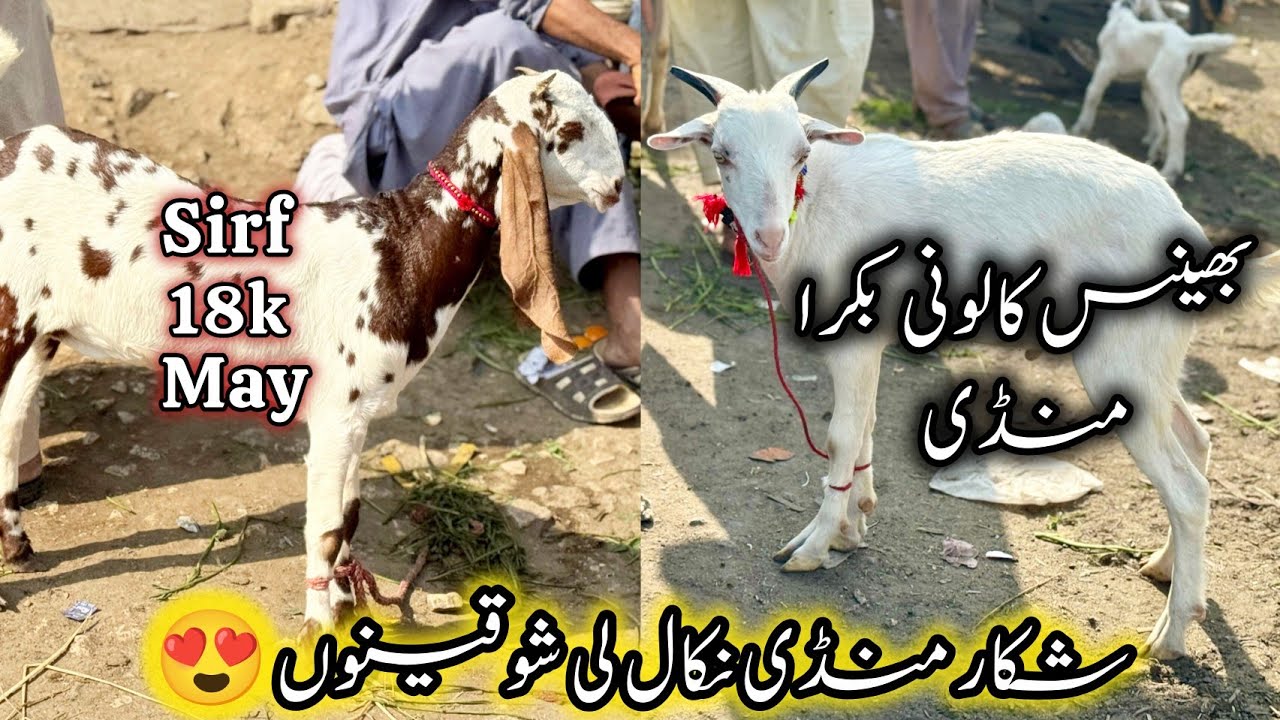 Bhains Colony Bakra Mandi Karachi Latest Rates Update | 22 January 2026 | Bakra Mandi Karachi. 