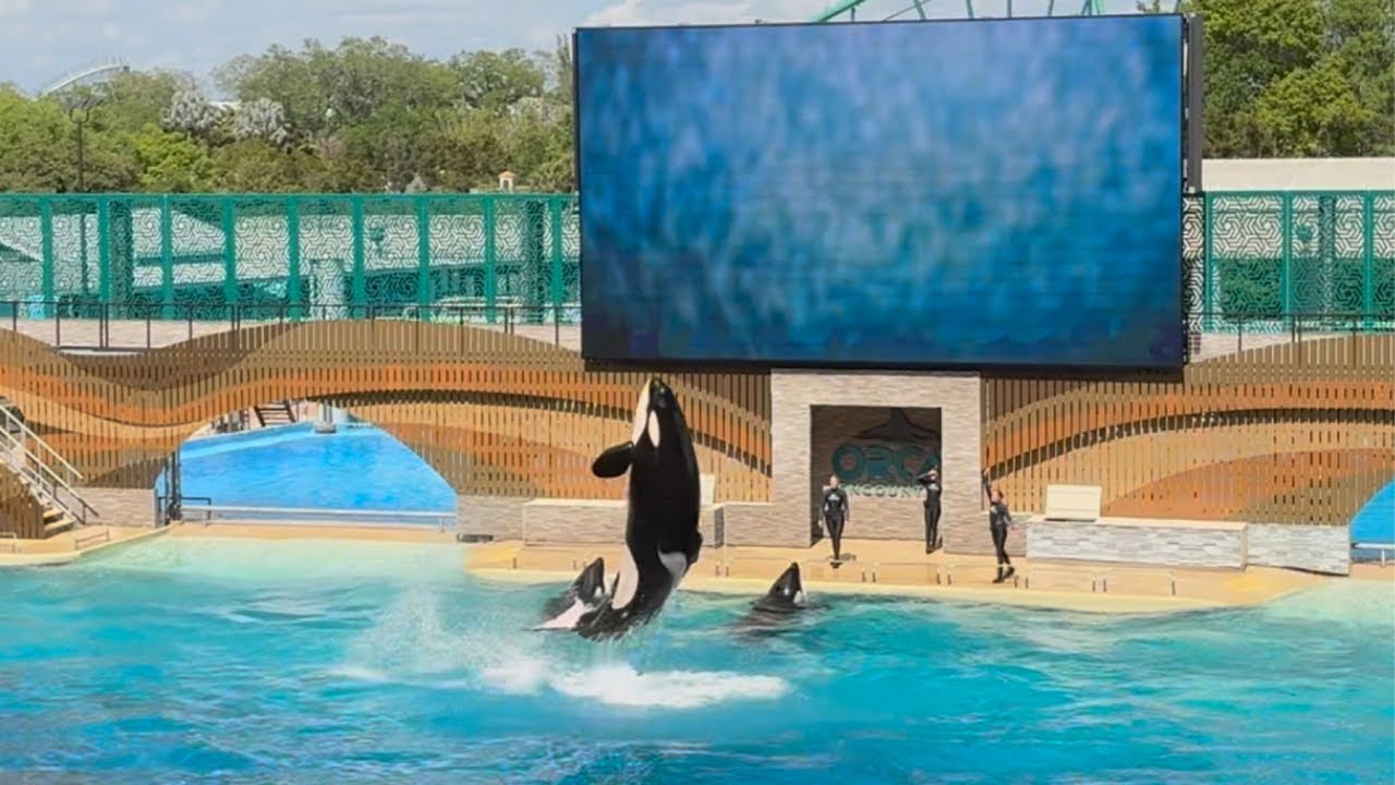 Orca Encounter (Full Show) - SeaWorld Orlando - March 31, 2025