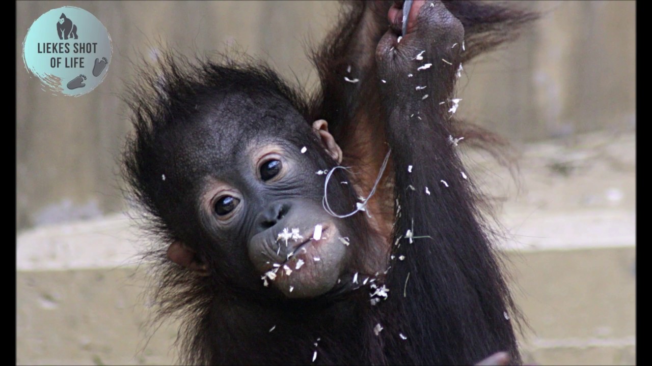 WHEN ORANGUTAN SABBAR WAS A BABY