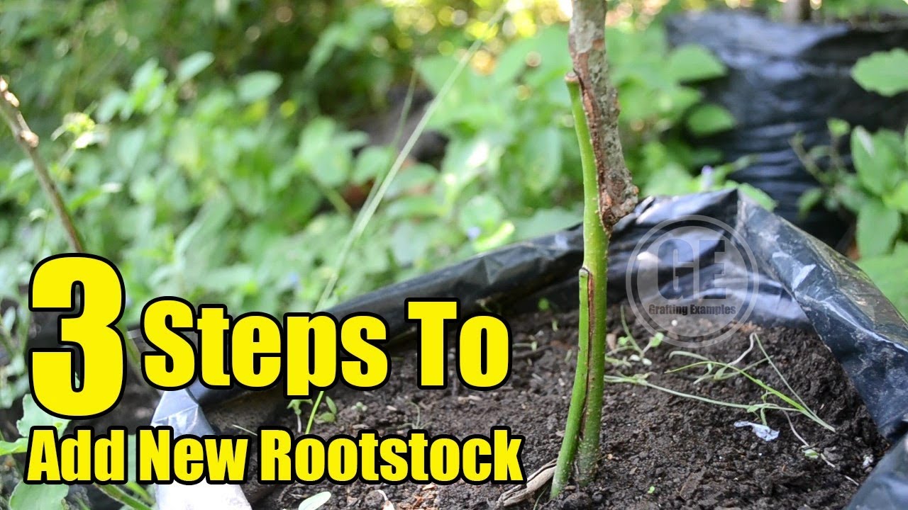 Mango Tree: 3 Step to Add New Rootstock On Mango Tree