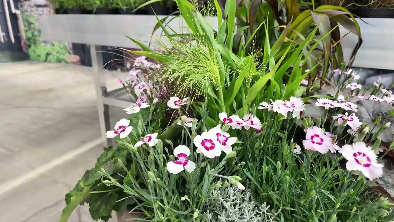 Foliage plants