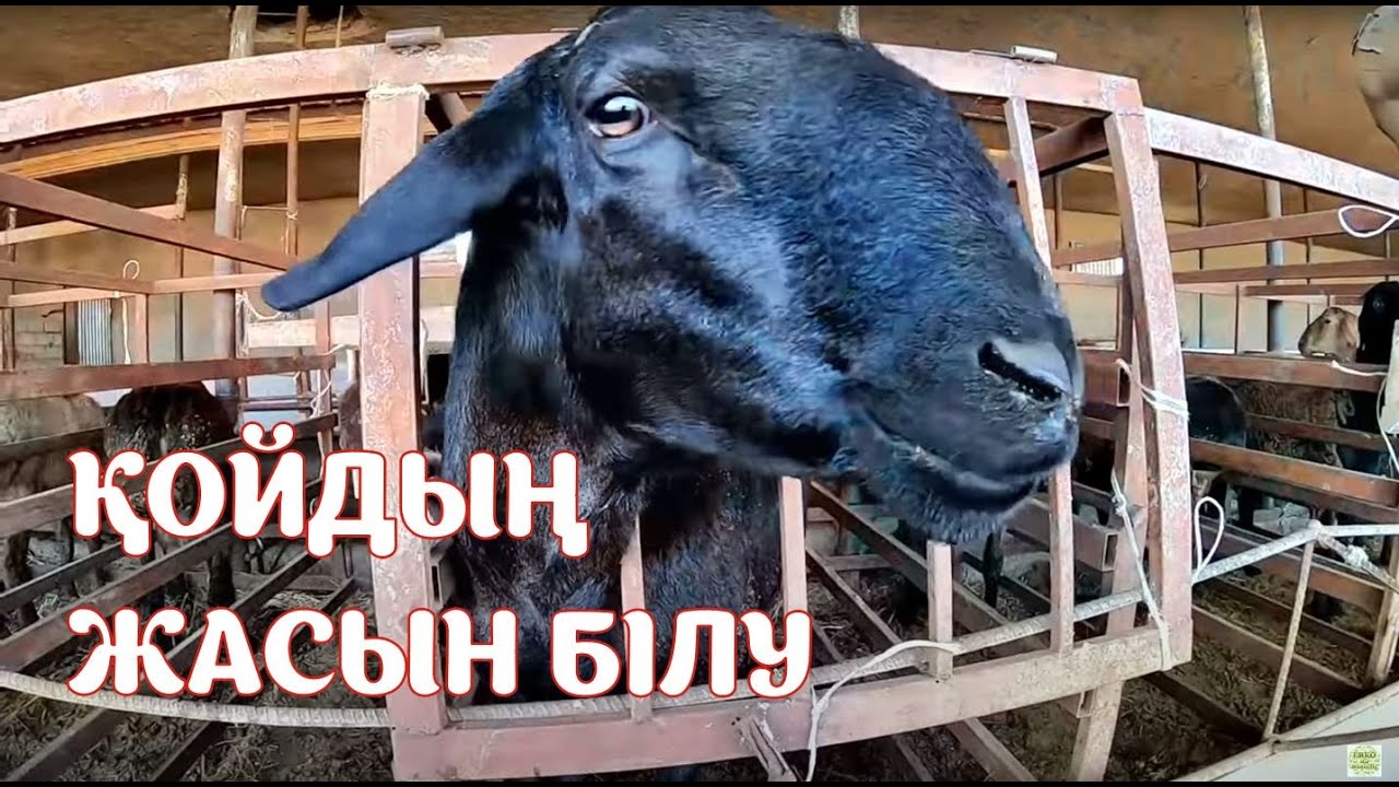Қойдың жасын қалай анықтаймыз?  малдың күйін жақсарту.