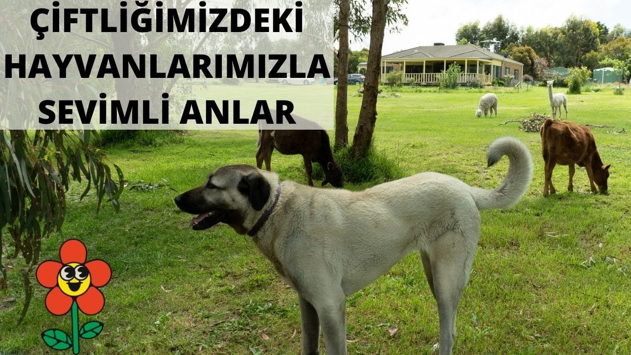 KANGAL, LAMA, İNEK, KOYUN VE KUZULARIMIZ ( dunyasal &ccedil;iftliği)