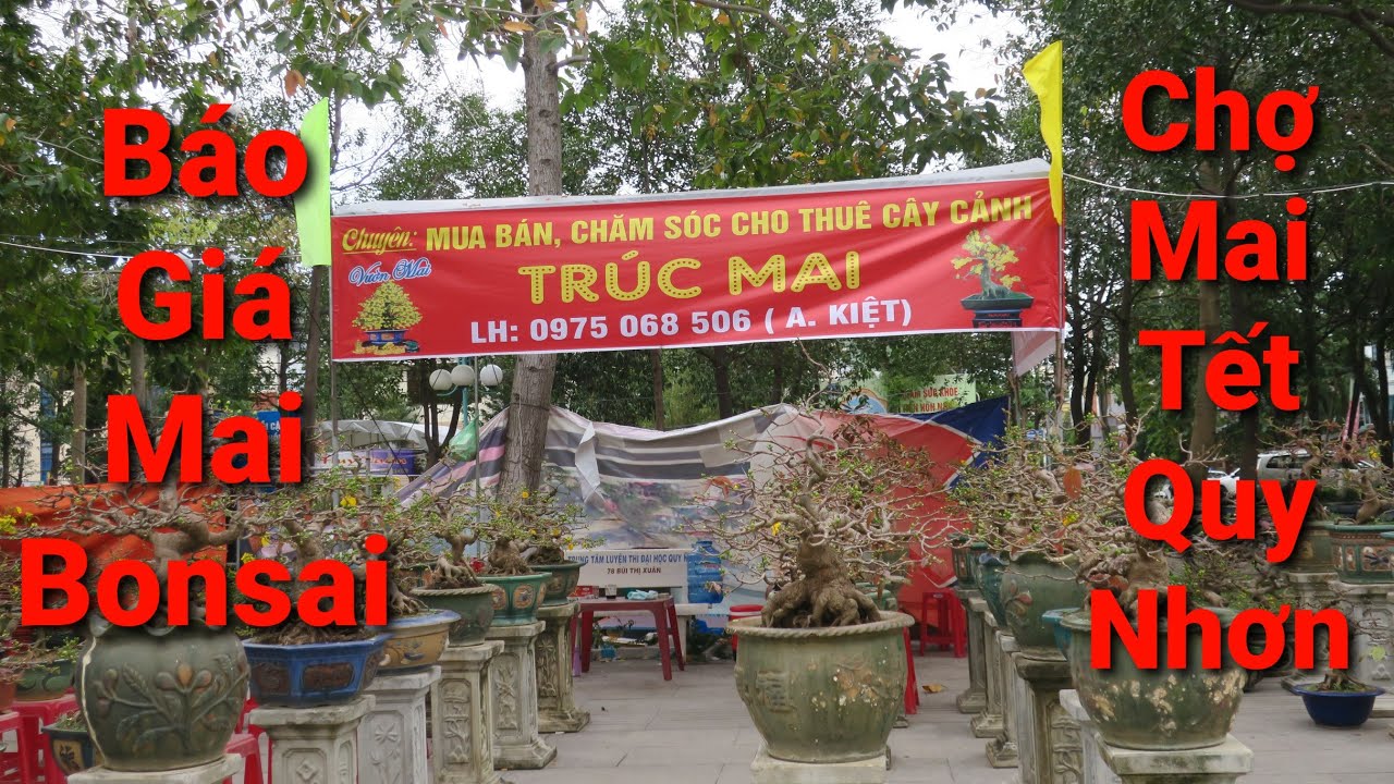 Sốc với gi&aacute; mai bonsai tại chợ Tết Nguy&ecirc;n Đ&aacute;n 2021 Quy Nhơn_B&igrave;nh Định @HuongSacBinhinh